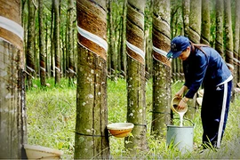Doanh nghiệp cao su báo lãi giảm mạnh trong quý 2, dự báo 6 tháng cuối năm không mấy tươi sáng 