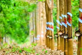 PHR: Nút thắt chuyển đổi đất hoàn tất, lợi nhuận sẽ đột biến từ khoản bồi thường