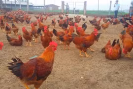 Giá heo tăng mạnh, Dabaco ước lãi quý 4/2019 tới 258 tỷ, kế hoạch 2020 tăng 50%