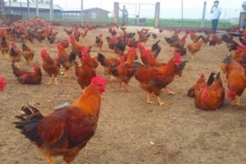 Giá heo tăng mạnh, Dabaco ước lãi quý 4/2019 tới 258 tỷ, kế hoạch 2020 tăng 50%