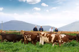 Đức Long Gia Lai "lấn sân" chăn nuôi bò sữa dù kinh doanh thua lỗ