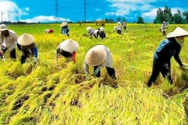 Lộc Trời đặt kế hoạch lãi tăng đến 62%, corona tác động không quá lớn