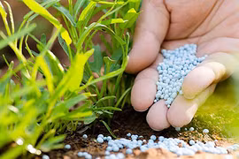 Do đâu cổ phiếu phân bón nổi sóng?