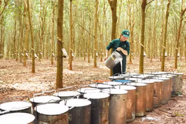 VRG lãi chưa đến 1 tỷ đồng trong quý 3