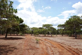 Tập đoàn FLC thế chấp dự án ở Đak Đoa - Gia Lai cho OCB