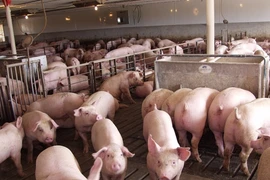 Một công ty chăn nuôi lợn ở Đồng Nai ước vượt 165% kế hoạch lợi nhuận năm nay