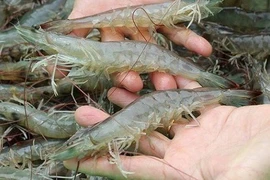 FMC: Doanh số tiêu thụ tháng 10 tăng nhẹ 5%, sản xuất tôm tăng 18%