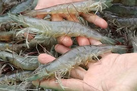 FMC: Doanh số tiêu thụ tháng 10 tăng nhẹ 5%, sản xuất tôm tăng 18%