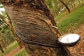 HRC đặt kế hoạch lãi lao dốc 90% năm nay do nhận định ngành cao su gặp khó