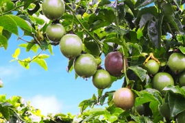 HAGL Agrico nói gì về nguyên nhân thua lỗ nghìn tỷ?