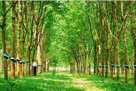 Đầu tư Sài Gòn VRG chi 22 tỷ tăng sở hữu tại Cao su Tây Ninh