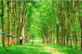 Đầu tư Sài Gòn VRG chi 22 tỷ tăng sở hữu tại Cao su Tây Ninh