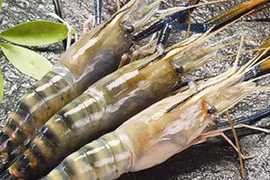 Thực phẩm Sao Ta đạt gần 23 triệu USD doanh thu trong tháng 10