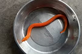 Cận cảnh con lươn vàng người dân Hà Nội bắt được trong mưa lớn