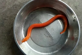 Cận cảnh con lươn vàng người dân Hà Nội bắt được trong mưa lớn