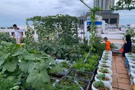 Mẹ 3 con làm vườn rau sân thượng với 100 can nhựa