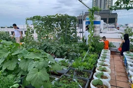 Mẹ 3 con làm vườn rau sân thượng với 100 can nhựa