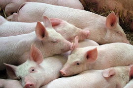 Giá heo hơi hôm nay 18/2: Đồng thuận giảm, mức thấp nhất đã chạm 72.000 đồng/kg