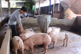 Giá heo hơi hôm nay 14/5: Hiếm hàng, làm sao đưa về mức 60.000 đồng/kg?