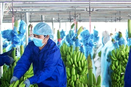 Hoàng Anh Gia Lai bị xử phạt về thuế hơn 800 triệu đồng