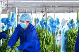 Hoàng Anh Gia Lai bị xử phạt về thuế hơn 800 triệu đồng