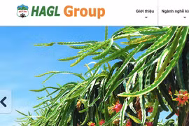 Hoàng Anh Gia Lai chuyển từ lỗ sang lãi sau soát xét, tiếp tục xin giãn nợ giảm lãi suất