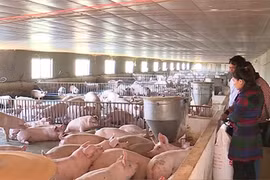 Lần đầu tiên cho nhập khẩu lợn sống để hạ giá lợn hơi trong nước