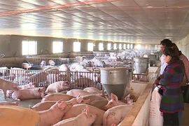 Lần đầu tiên cho nhập khẩu lợn sống để hạ giá lợn hơi trong nước