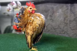 Loài gà siêu nhỏ nhưng thân hình như lực sĩ, giá cực đắt