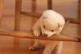 4 con giáp lọt sổ Thần Tài, thuận buồm xuôi gió từ Tết Đoan Ngọ