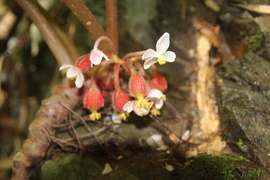 Đây là loài hoa mới cực quý hiếm ở Tà Đùng