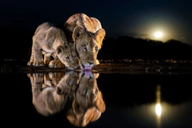 10 bức ảnh động vật hoang dã cực huyền ảo ở Nam Phi 