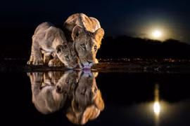 10 bức ảnh động vật hoang dã cực huyền ảo ở Nam Phi 