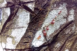 Top loài cây "quý hơn vàng ròng", số 1 đầy rẫy ở Việt Nam 