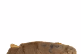 Một số thư viện lưu giữ những đồ vật kỳ lạ, quái đản