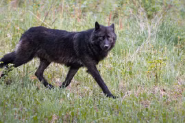 Đặt bẫy camera, ngỡ ngàng thấy "thần thú" sói đen lần đầu lộ diện 