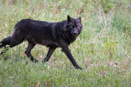 Đặt bẫy camera, ngỡ ngàng thấy "thần thú" sói đen lần đầu lộ diện 