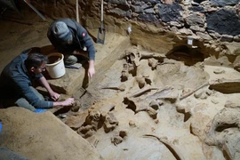 Choáng nặng thấy xương ma mút 40.000 tuổi chất đống trong hầm rượu