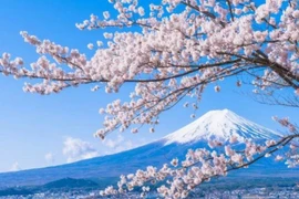 Nhật Bản sở hữu loài hoa “chứng nhân lịch sử” đặc biệt như nào?