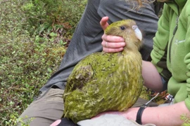 Tận mục loài vẹt khổng lồ quý giá nhất hành tinh 