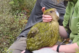 Tận mục loài vẹt khổng lồ quý giá nhất hành tinh 