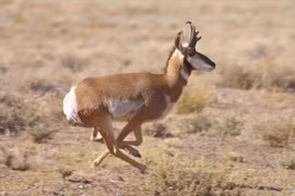 9 động vật có tốc độ nhanh nhất hành tinh: Báo còn thua xa loài này! 