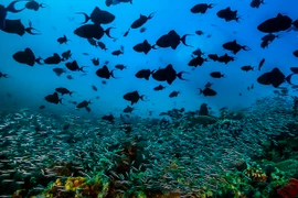 Công bố những bức ảnh động vật hoang dã ấn tượng nhất 2022