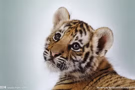 Đầu tháng 7/2024: Ba con giáp đạp trúng hố vàng, tiền về chật tủ