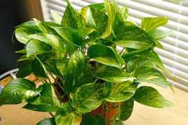 Bài trí cây cảnh sao để chiêu tài rước lộc dịp Tết? 