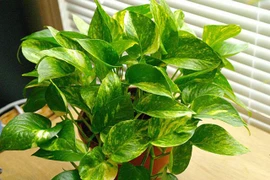 Bài trí cây cảnh sao để chiêu tài rước lộc dịp Tết? 