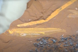 Chuyên gia sững sờ thấy thứ bên trong hóa thạch cá 15 triệu năm