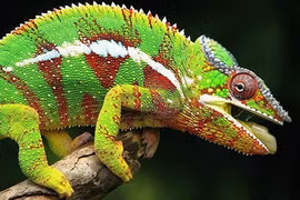 7 động vật có tuổi thọ ngắn nhất hành tinh: Giật mình 'trùm cuối'