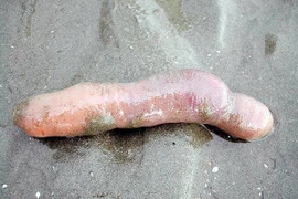 Đặc sản ở Australia là loài cá có ngoại hình “nhạy cảm“