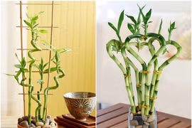 Những cây cảnh giúp vượng khí, hút tài lộc năm Nhâm Dần 2022 